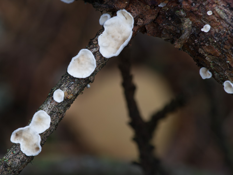 Auriculariopsis albomellea